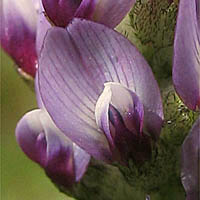 Thumbnail Picture of Astragalus didymocarpus var. didymocarpus