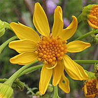 Thumbnail Picture of Brewer's Ragwort