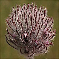 Thumbnail Picture of Trifolium albopurpureum