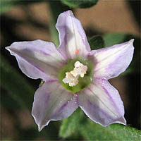 Thumbnail Picture of Small-Flowered Morning-Glory