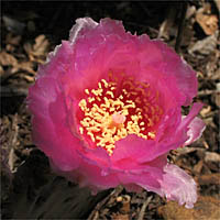 Thumbnail Picture of Opuntia basilaris var. basilaris