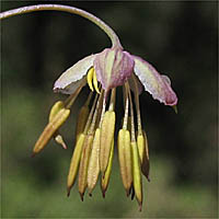 Thumbnail Picture of Thalictrum fendleri var. polycarpum