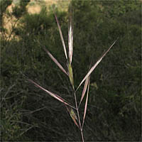 Thumbnail Picture of Bromus madritensis