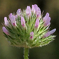 Thumbnail Picture of Trifolium microcephalum