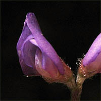 Thumbnail Picture of Slender Vetch