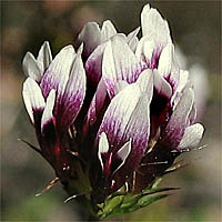 Thumbnail Picture of Trifolium variegatum