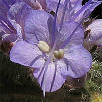 Thumbnail Picture of Phacelia tanacetifolia