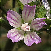 Thumbnail Picture of Bull Mallow