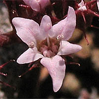 Thumbnail Picture of Chorizanthe staticoides