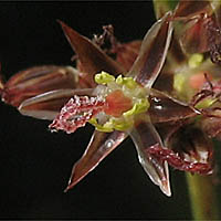 Thumbnail Picture of Juncus balticus