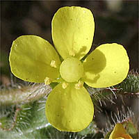 Thumbnail Picture of Small Evening Primrose