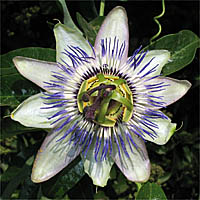 Thumbnail Picture of Blue Passion Flower