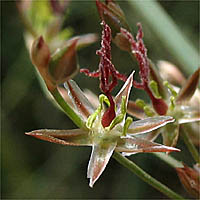 Thumbnail Picture of Juncus textilis