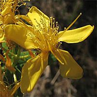 Thumbnail Picture of Hypericum canariense