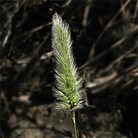 Thumbnail Picture of Rabbitsfoot Grass