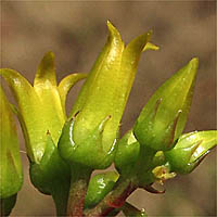 Thumbnail Picture of Dudleya cymosa ssp. ovatifolia