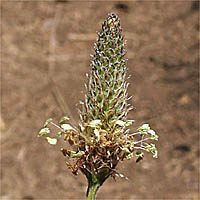 Thumbnail Picture of Plantago lanceolata