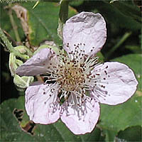 Thumbnail Picture of Himalayan blackberry