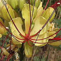 Thumbnail Picture of Caesalpinia gilliesii