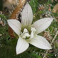 Thumbnail Picture of Slender-flowered Hooked Navarretia