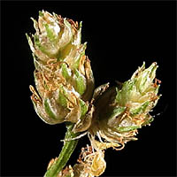 Thumbnail Picture of Scirpus microcarpus