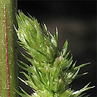 Thumbnail Picture of Amaranthus powellii