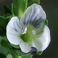 Thumbnail Picture of Veronica serpyllifolia ssp. serpyllifolia