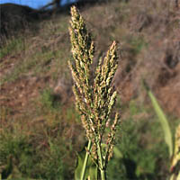Thumbnail Picture of Sorghum