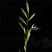 Thumbnail Picture of Common Mediterranean Grass
