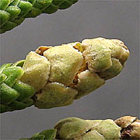 Thumbnail Picture of Juniperus californica