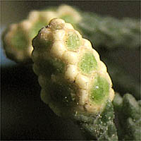Thumbnail Picture of Hesperocyparis nevadensis