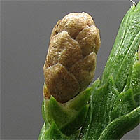Thumbnail Picture of Calocedrus decurrens