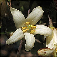 Thumbnail Picture of Pittosporum undulatum