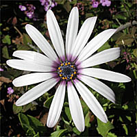 Thumbnail Picture of Trailing African Daisy