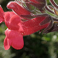 Thumbnail Picture of Showy Island Snapdragon