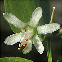 Thumbnail Picture of Asparagus asparagoides