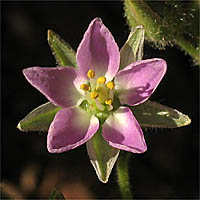 Thumbnail Picture of Spergularia macrotheca var. macrotheca