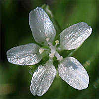 Thumbnail Picture of Claytonia parviflora ssp. viridis