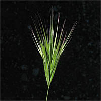 Thumbnail Picture of Red Brome