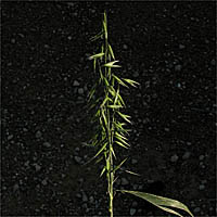 Thumbnail Picture of Cultivated Oat