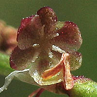 Thumbnail Picture of Rumex acetosella