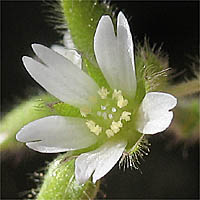 Thumbnail Picture of Mouse-eared Chickweed