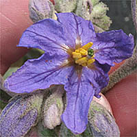 Thumbnail Picture of Solanum lanceolatum