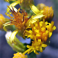 Thumbnail Picture of Palmer's Goldenbush