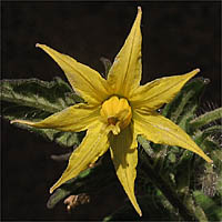 Thumbnail Picture of Lycopersicon esculentum