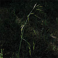 Thumbnail Picture of California Brome