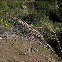 Thumbnail Picture of Stipa coronata