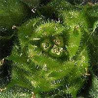 Thumbnail Picture of Soliva sessilis