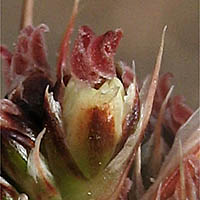 Thumbnail Picture of Juncus acutus ssp. leopoldii
