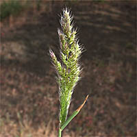 Thumbnail Picture of Ditch Beardgrass